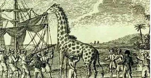一头叫“扎拉法”的长颈鹿为何能在200年前风靡法国？