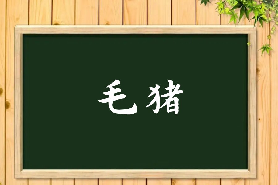 毛猪是什么意思