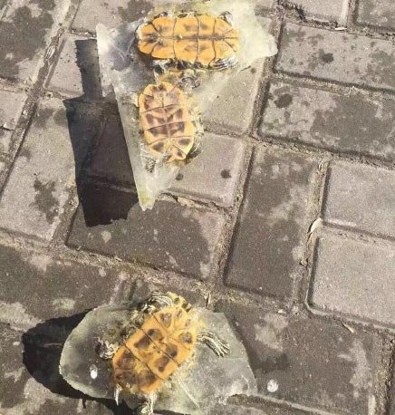 男子网购乌龟，从湖南快递到东北冻成乌龟干，快递公司能寄活物吗？