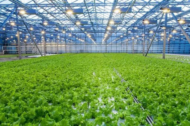 美国“番茄危机”悄然而至，价格猛涨还断货！其他农作物有受到旱情影响吗？