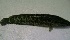 一条黑鱼被遗忘在卫生间11个月,居然还能存活,黑鱼到底该怎么养?