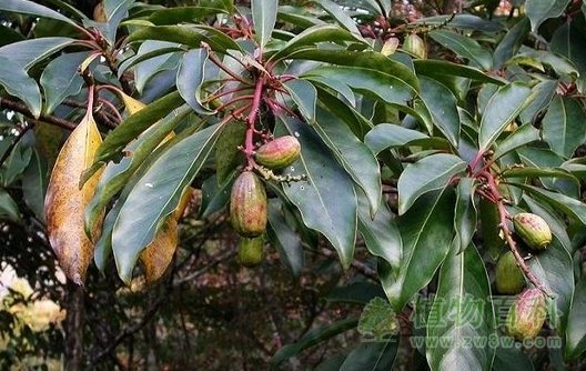 马蹄参的生长习性