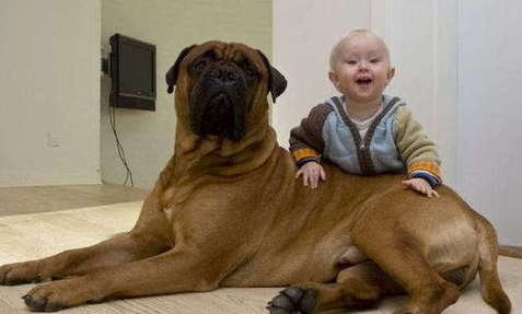 另类宠物的市场发展