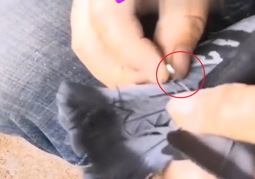 怎样给鸽子带哨子图