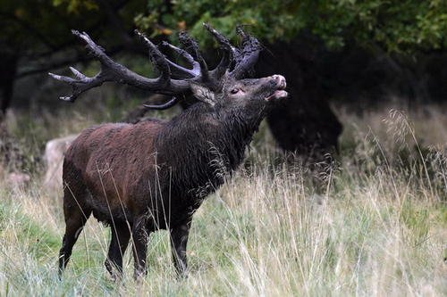 姜子牙的神兽坐骑，俗称“四不像”，到底是个啥