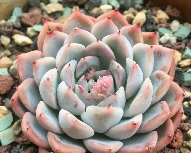 多肉洞庭湖怎么养