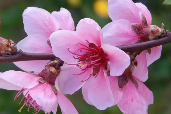 植物10首很短的现代诗四年级