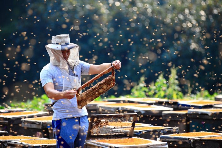 用蜜蜂借物喻人一段话