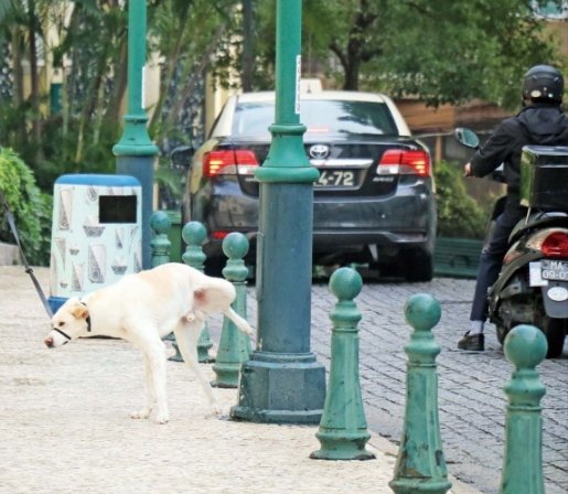 狗对路灯杆撒尿触电死亡，主人向物业索赔5万，法院最终是怎么判的？