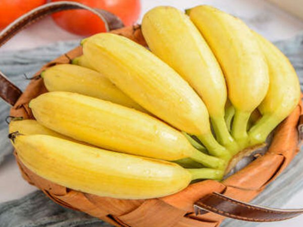 香蕉种土里能长出香蕉树吗?