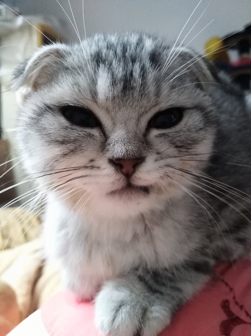 如何看待柯洁对罗志祥事件的评论？