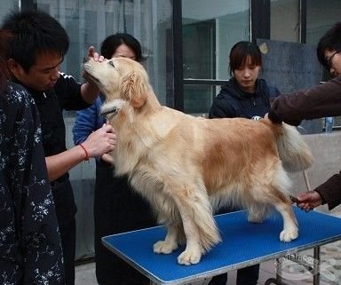北京金毛犬舍的犬舍简介