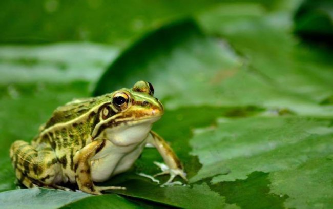 秋的声音在每一片叶子里，在每一朵小花上，在每一滴汗水里，在每一颗饱满的谷粒 你与仿写句子。