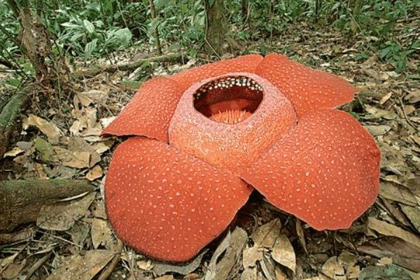 世界上有食人花吗