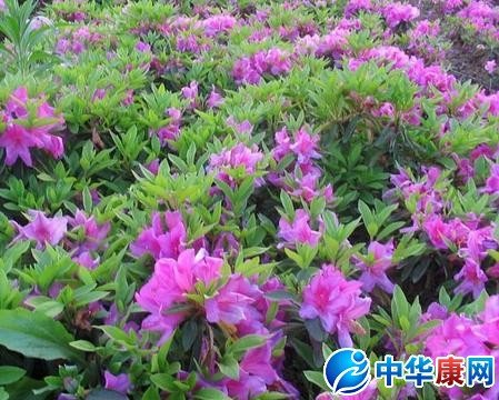 春花木的介绍