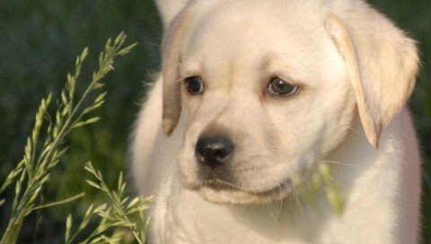 一只拉布拉多犬大概要多少钱?