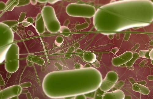 美国43洲640人感染沙门氏菌，他们是怎么被感染的？