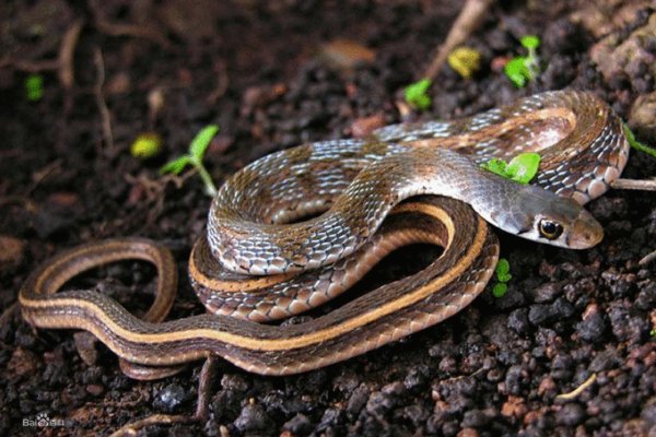 蛇年手抄报怎么画