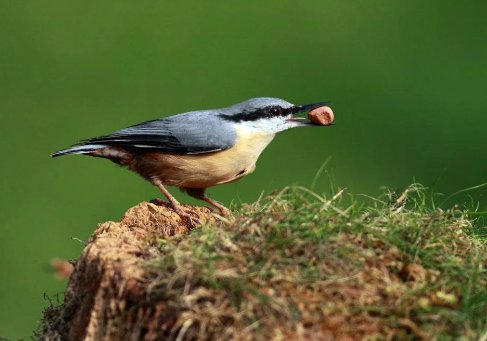 白露节气是什么来历