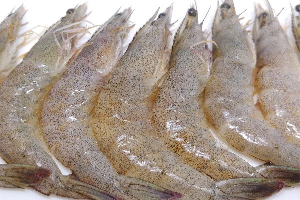 女子车窗被挂6只虾,开始以为挂件后来发现是真虾!这从何而来?