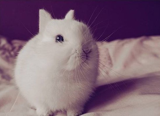 宠物兔最长是多少厘米？