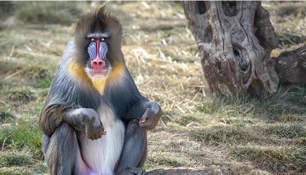 世界上最大的猴子是什么猴 彩面山魈资料图片是什么