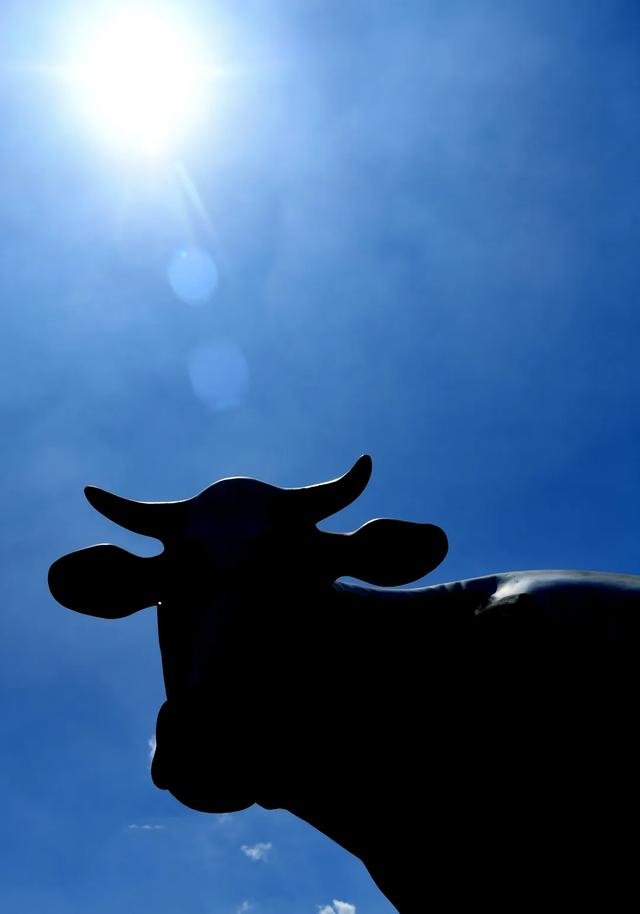 学富五车打一生肖？