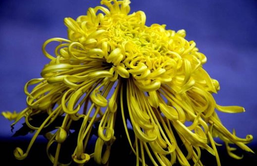 秋菊能傲霜,风霜重重恶。 本性能耐寒,风霜其奈何。 意思什么？