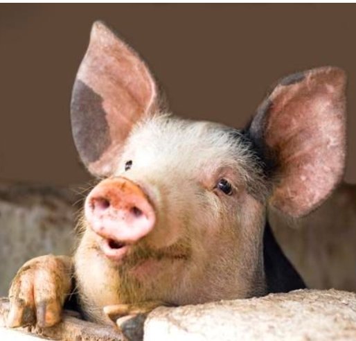 虎年新欢寻来，不负相遇的生肖，你知道有哪些生肖吗？