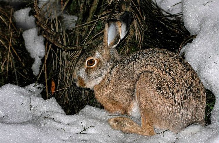 兔属的外形特征