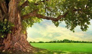 大树妈妈歌词 大树妈妈歌曲简介
