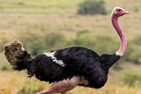 什么叫鸵鸟政策