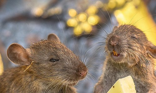 龙宝宝忌什么属相父母