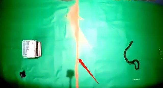 贵州六盘水两蛇打架居民楼道上演蛇吞蛇，遇到蛇类该如何驱赶？