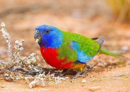 鲜红胸鹦鹉的生活习性