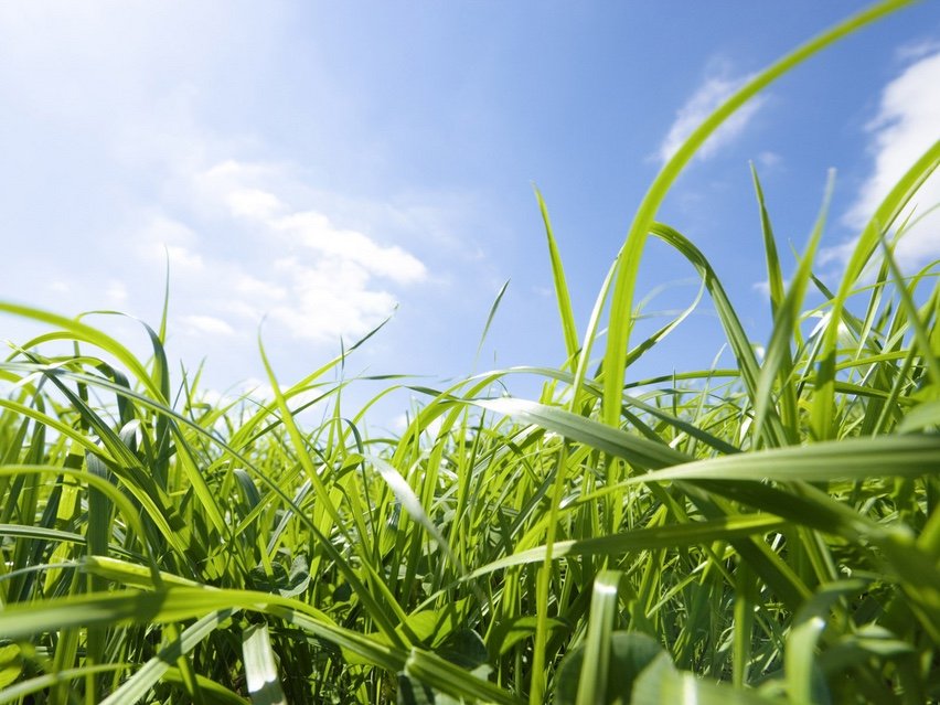 衣服上弄上了草汁，怎么洗掉？