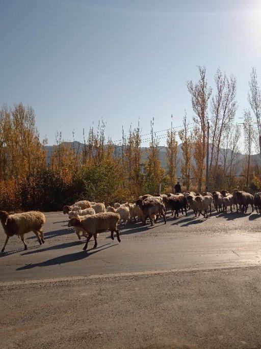 荒野中的羊圈，都市边缘的牧羊人，是什么样的呢？