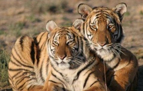 《非洲虎啸》中两只老虎怎么样了，真的被鬣狗咬死了吗？