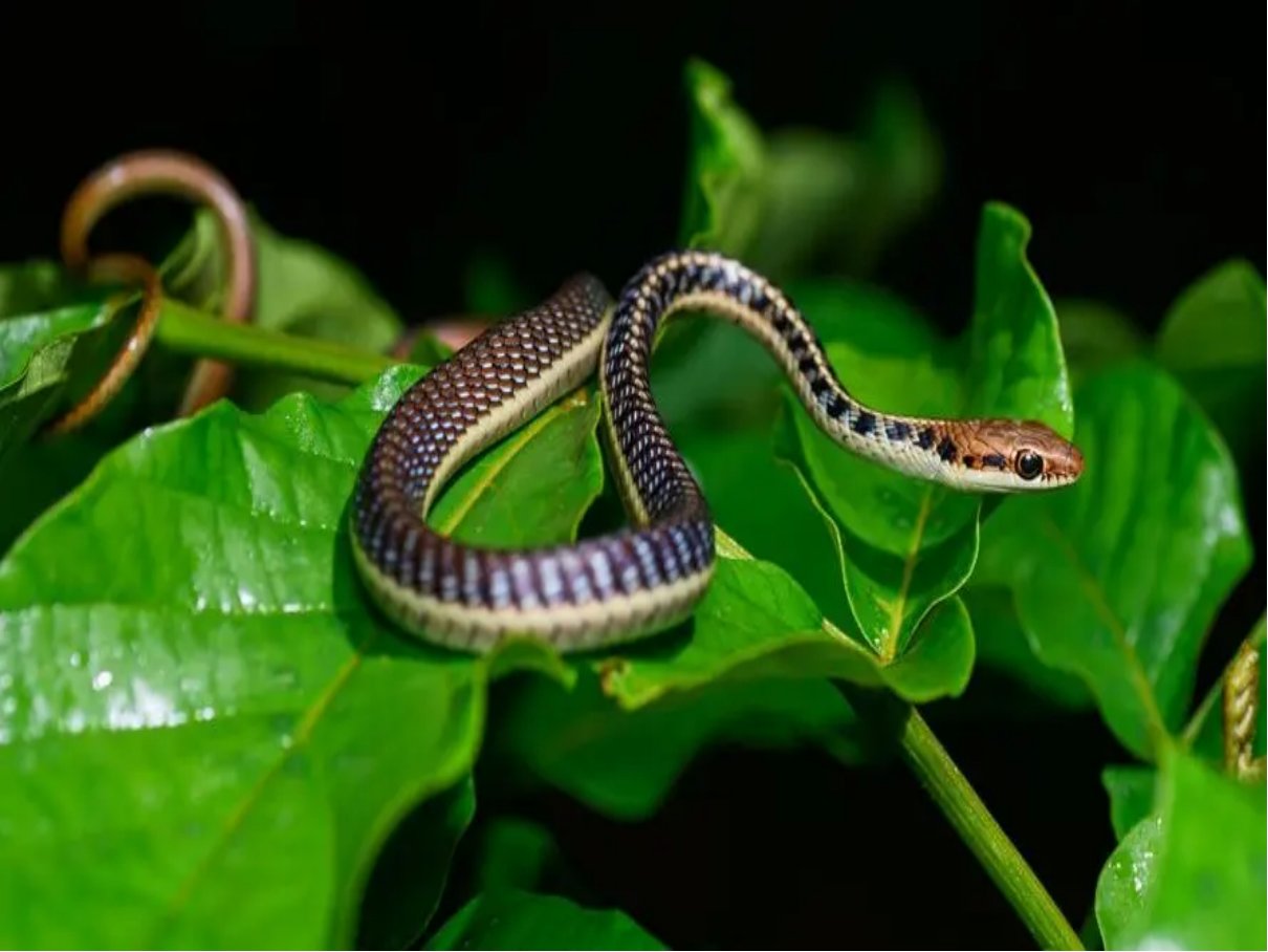 为什么蛇有两个根？