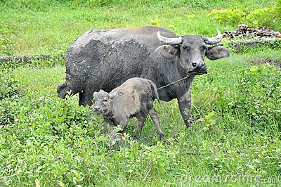 菲律宾水牛的繁殖保育