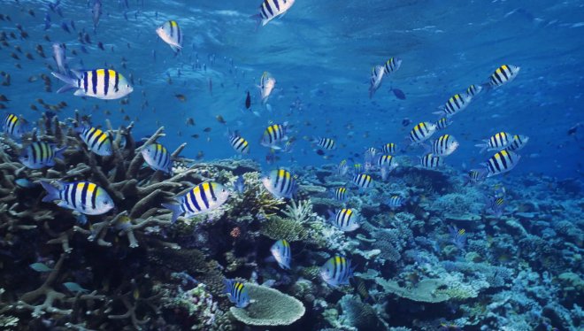 海洋造句简单点