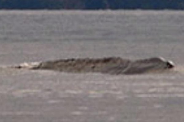 10大最吓人的水怪