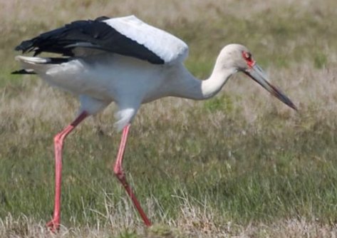 stork是什么意思