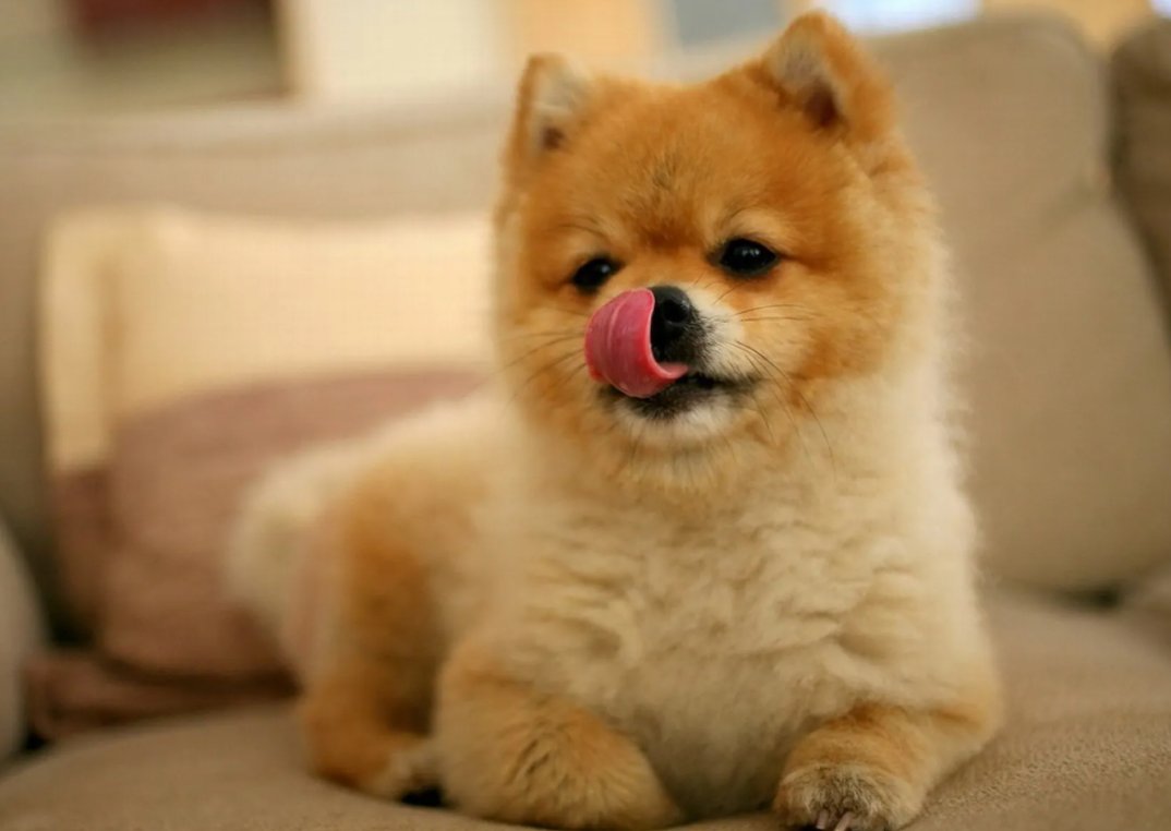 宠物美容培训学校排行