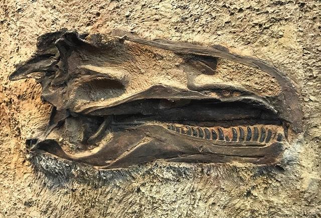 刚果盆地深处还有活恐龙，这是真的吗？