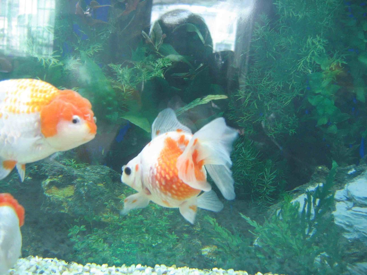 金鱼俱乐部的剧情简介