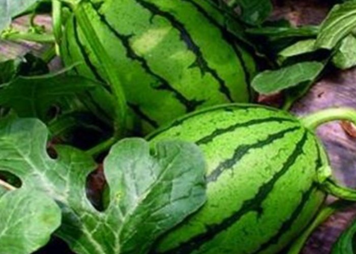 女子在石缝中发现野生西瓜，植物的生命究竟有多顽强？