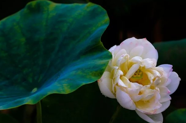 -我们和地球-猜一猜:古代的消暑饮品