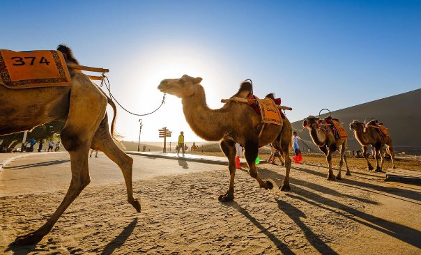 骆驼一般有多重？