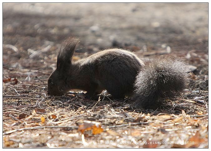 毛耳飞鼠的形态特征